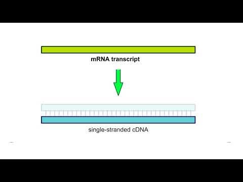 How to make cDNA - Animation