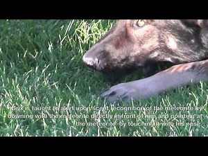 Meteorite Hunting Dog, Meteorite, Brix the German Shepherd,Nevada Meteorites