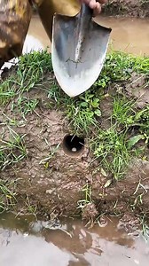 Mud hole yellow turtle 🐢😲🤯 #fbreelsfypシ゚viralfbreelsfypシ゚viral #fbreelsfypシ゚viralfbreelsfypシ゚vira #fbreels2025ツ #fbreelsfypシ゚viralシ #fbpost2025シ #fbyシvideo #fbreelsvideo #hardwork #viral #strangeturtle | Mr.Boy