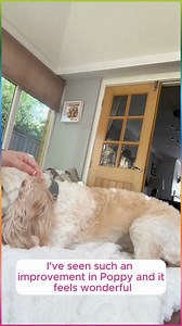 🐶 DOUXO S3 Calm has helped soothe Poppy's itchy, irritated skin - especially between her paws! 🐾 Shop now! 🐾 🐕 Discover how DOUXO S3 CALM can help: 💧 Clinically proven to soothe skin 💧 Easy to use: Shampoo, Leave-on mousse, and pads available 💧 Vet recommended 💧 Restore and protect your pet's skin barrier 💧 Keep allergens away with a healthy skin barrier 💧 Free from soap, parabens, sulfates, and nanoparticles 💧 Hypoallergenic fragrance and pH adjusted Help your dog ditch the itch this