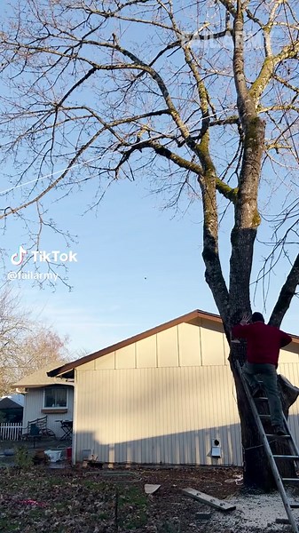 The Art of Felling Trees: Hilarious Fail Compilation