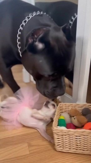 Royal Bark Practice 👑 Gone Terribly Wrong 😂 #funnydogs #dogsoftiktok #pitbullandchihuahua #dogcomedy #petsoftiktok #dogvideo #funnyanimals #cutedogs #viralreel #doglife #funnypets #realisticdogs #doglovers #funnyvideo #dogreaction #petfriends | Tickleverse