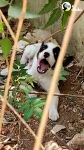 1.4M views · 107K reactions | Pareja espera durante meses y viaja miles de kilómetros para adoptar a este cachorro, y él los sorprende de la mejor manera ❤️ | El Dodo | Facebook