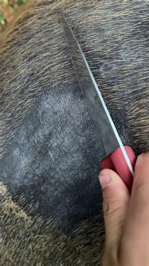 6256:Chinese man shaves cow’s fur with sharp knife