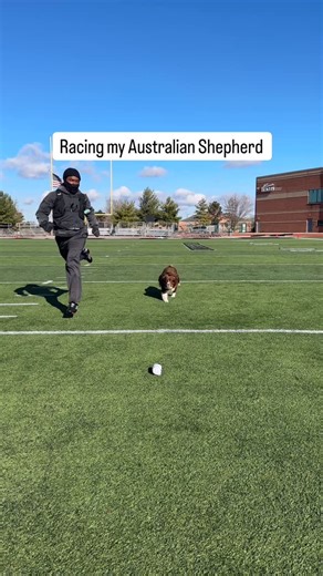 Zoro-kun on Instagram: "I win 👀 #zorotheaussie #australianshepherd #dogsofinstagram #miniaussie #dogtraining #puppy #running #dogrun #aussiesdoingthings #run"