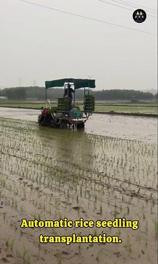 Modern Agriculture: High-Speed Rice Transplanter in Action! 🌾🚜 #shorts