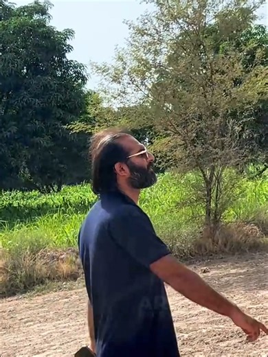 Naturally Ripened Mangoes at ARB FARMS – Sindhri & Chaunsa