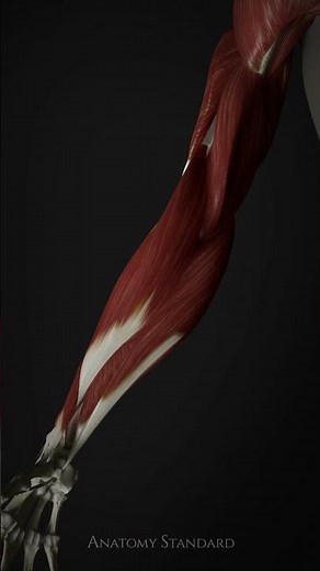 Forearm muscles showcase #forearms #forearmmuscles #3danatomy #art #anatomyart #animation #anatomy