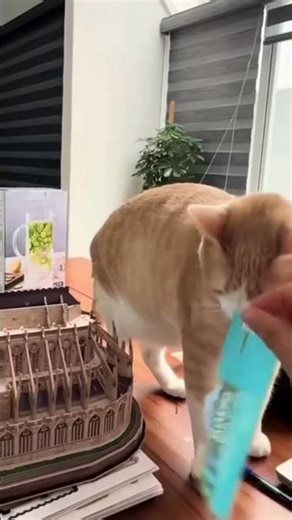 Certified silly cat. #cats #catshorts #funnycats #sillycats #trending