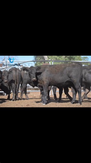 🔥💥 AVAILABLE TO "BUY NOW" on AuctionsPlus 💥🔥 🔵AC Mulgoa Pastoral Co. 87 X Angus Steers 60 X Angus Steers 100% Angus Backgrounder Steers | 14 - 15 Months From a feedlot performance based breeding herd Available to "buy now" in the Auctionsplus WEANER & YEARLING SALE 09/12/2025. Contact Ollie Kearney - 📞0407 397 836 https://auctionsplus.com.au/auctions/cattle/weaner-yearling-sale/12701 #angusbeef #feedlotcattle AuctionsPlus #beefcattle | Ray White Richardson & Sinclair