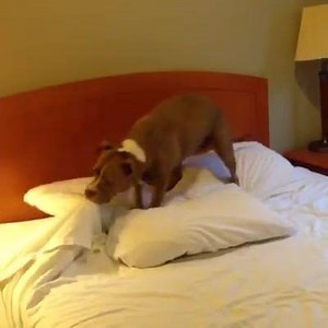 Preparando para dormir 󾌪 #recantodospitbulls #adoteumpitbull #pitbulls #goiania #farmina #nutripet | Recanto Dos Pit Bulls