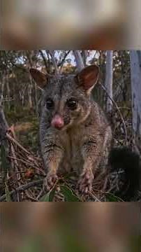 From Pouch to Peak: A Baby Possum's Incredible Survival Journey in Australia