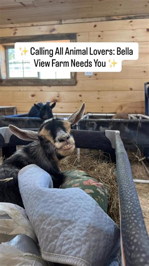 ✨ Calling All Animal Lovers: Bella View Farm Needs You ✨ Every morning at Bella View Farm Animal Sanctuary, over 90 rescued animals—many with special needs, disabilities, or heartbreaking pasts—wake up counting on gentle hands and kind hearts. We’re looking for committed, compassionate new volunteers who feel a genuine pull to help animals who can’t help themselves. Not people who just like the idea of a sanctuary… But people who show up with consistency, care, and respect for the animals’ needs