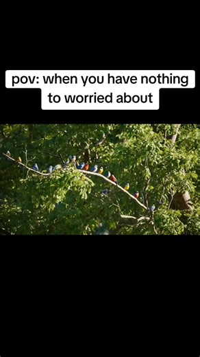 Polymath 19 on TikTok