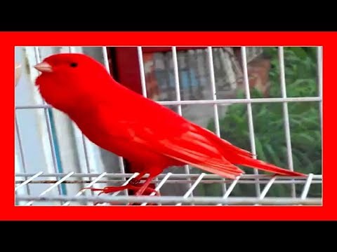 Canary singing (100%) Singing of canaries 🐦
