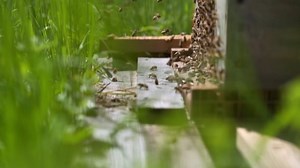 Bee, Beehive, Insect. Free Stock Video