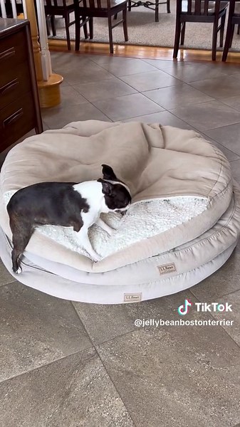 Cozy Cave Boston Terrier: Inside Look at a Boston Terrier's Life
