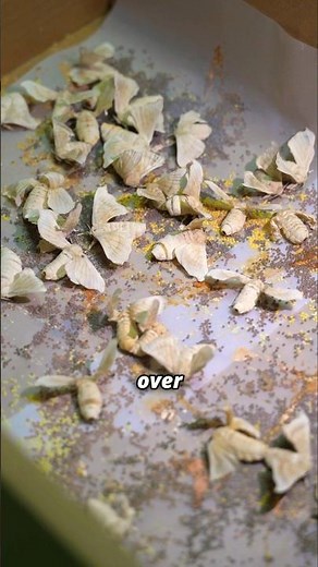 The Colorful Yet Tragic Life Cycle of Silk #traditional #nature