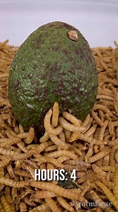 10 000🐛 Mealworms Eating Stuff in Timelapse 😂#food #timelapse #Mealworms | WormLapse