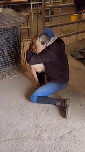 ❤️ WELCOME HOME WALTER ❤️ We're not crying you are, this is such a heart wrenching reunion with elderly boy Walter after 2.5 years of being in police approved kennels. Walter was the victim of an accusation that he had bitten someone 3 years prior to him being seized. His accuser was someone who had a grudge against the family. As the Dangerous Dogs Act carries a reverse burden of proof, if an accusation is made then the onus is on the owner to prove it didn't happen. Often there are no independ