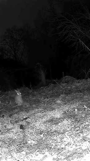 Eastern cotty bunny rabbit running to my backyard camera at night.