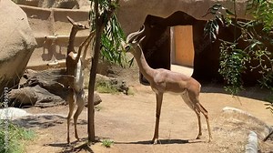 Southern Gerenuk (Giraffe Gazelle) eating shrubs in zoo enclosure