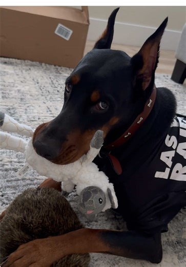 #doberman #funnydogs #dobermanmom #dobermanlife #foryou #funnydogvideo #dogmom #lifestyle #love #loveyou #family