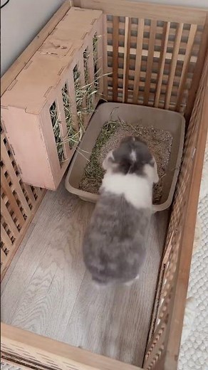 How to Care for Your Rabbits pt 5 | How to Clean your Rabbit's Enclosure | Pet Health | Bunny Care