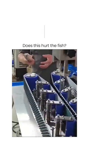 ELITE BALL🥸 on Instagram: "The instagram reel a viral video (over 4 million views) demonstrating an automated fish filleting machine that slices and debones tilapia-like fish on a conveyor belt, achieving high-volume processing in seafood factories. Authored by a Quebec-based history PhD student, the query "Does this hurt the fish?"" injects ironic concern for the already deceased subjects, eliciting humorous responses on doubled yields and unintended bone shards. Peer-reviewed research, includ
