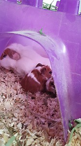 3.4K views · 34 shares | These two adorable Abyssinian babies were born today here at Los Angeles Guinea Pig Rescue. Their momma came from a big group of guinea pigs that We rescued couple weeks ago with many of the females pregnant | Saskia at the Los Angeles Guinea Pig Rescue | Facebook