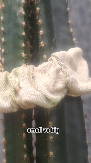 2.3K views | Insects their way yo survive #insects #survive | Adnerb's Nature Zoom | Facebook