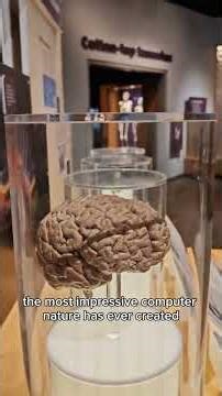 Museum preserved brain collection - do not lick. #anatomy #brain #science #explainer