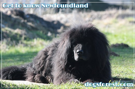 Newfoundland Growth Chart (Weight Chart & Size Chart)
