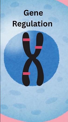 Gene Regulation - How cells do specific work ? #biologyclass12 #biology #biologyfacts #genetics