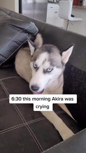 Understanding Dog Labor: Signs of Contractions Before Birth