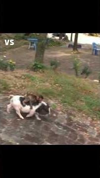 Bandar Ka Dost Suar ?!😳#animalfriendship