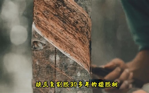 被反复割胶30多年的橡胶树#制作过程 #天然橡胶 #涨知识