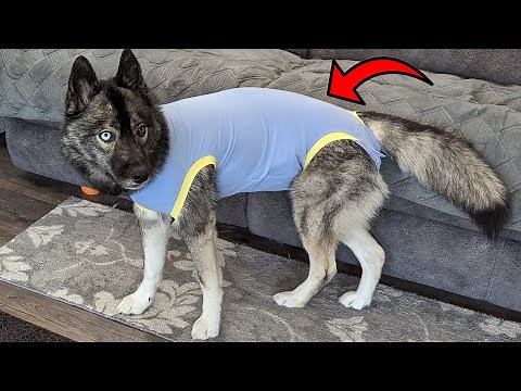 This Surgical Suit Is Perfect for Your Dogs Recovery!