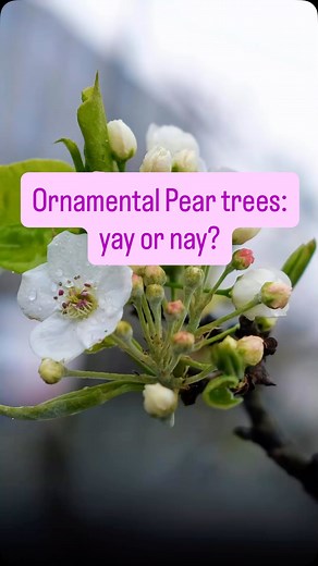 They bloom beautifully every spring, but....  Ornamental pear trees...