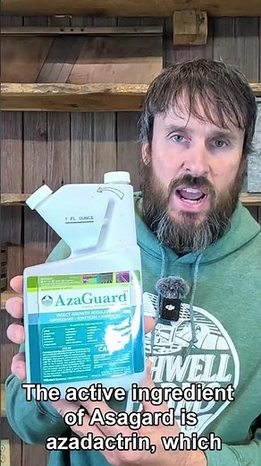 5 Organic Secrets to Protect Tomatoes from Pests! 🍅 #TomatoTips #Shorts