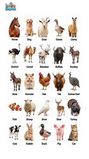 Learn Farm Animals in English | Animal Names Vocabulary #learnenglish #animals #vocabulary #dailyenglish #englishpractice