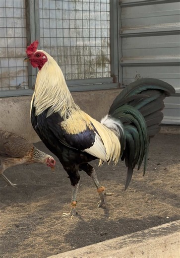 Putu Home Farm: Happy Breeding Tips for Popeye Grey Chickens