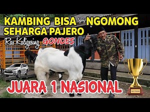 KAMBING ETAWA RAS KALIGESING JUARA 1 NASIONAL BESAR | LUCU TRENGGINAS | NGANGENI