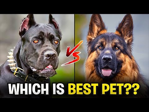 CANE CORSO vs GERMAN SHEPHERD Which Breed is Better for You