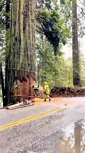 A Day in the Life of an American Logger 🌲💪#satisfying #oddlysatisfying #usa🇺🇸#ForUSViewers #UScontent