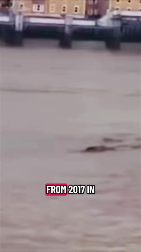 Lake Tahoe Cryptid encounter report. #lake #tahoe #cryptid #encounter #report