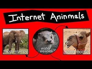 Internet Aninmal Names