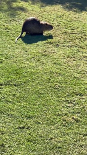 Think that’s a beaver? 🦫 Not quite — it’s a nutria, an invasive rodent that’s made its way into Central Texas! Nutria cause damage by burrowing into lawns, pond banks, and drainage areas — leading to erosion and costly repairs. ✅ Safe, effective pest removal ✅ Local & experienced technicians ✅ Free estimates — fast scheduling Call 512-960-0696 or visit www.spartanpestservice.com￼ Spartan Pest Service — Protecting Austin & surrounding areas year-round 🛡️ #bugs #cedarparkbusiness #cedarparkbusin