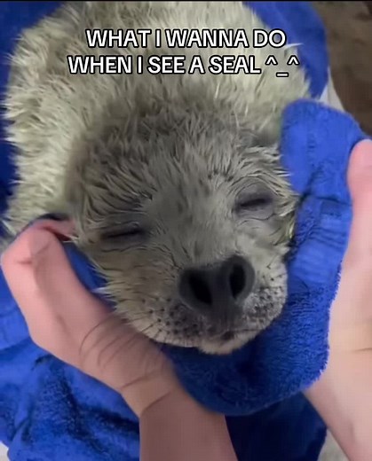 AHHH I LOVE SEALS ^_^ #seal #cute #seals #sillysealboy #funny #cutie #sealtok #sillyseals #sealsoftiktok #cuteseal #cute #sillyseal #babyseal #foca #silly #sealvideos #fyp #foryou #foryoupage
