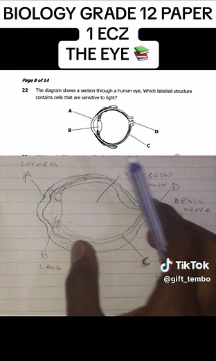 Understanding The Eye in Grade 12 Biology